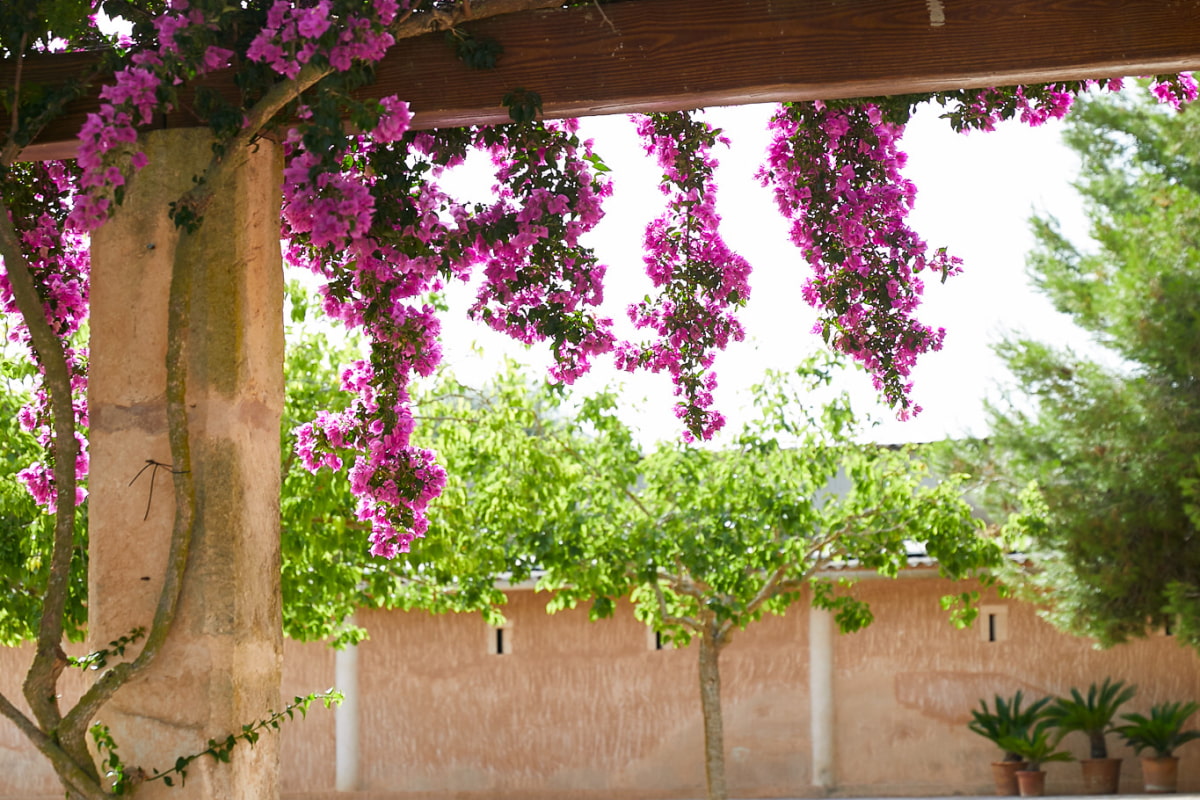 Pórtico exterior con flores